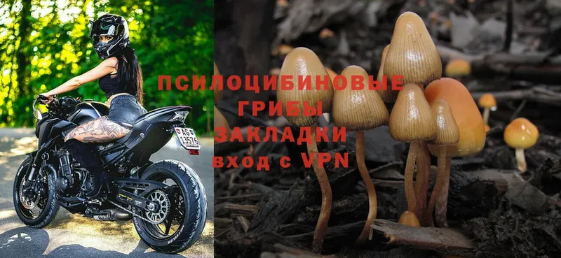 купить   Новоульяновск  Псилоцибиновые грибы Psilocybine cubensis 